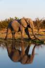 An African elephant walking beside a waterhole Okavango Delta-Botswana Art Print